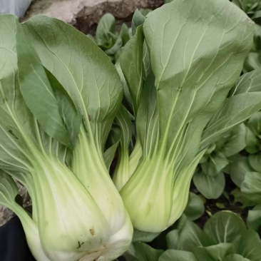 移栽大青菜产地直销量大咸菜厂可来