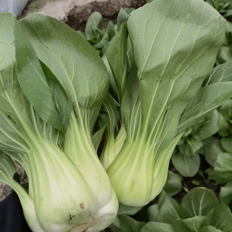 移栽大青菜产地直销量大咸菜厂可来