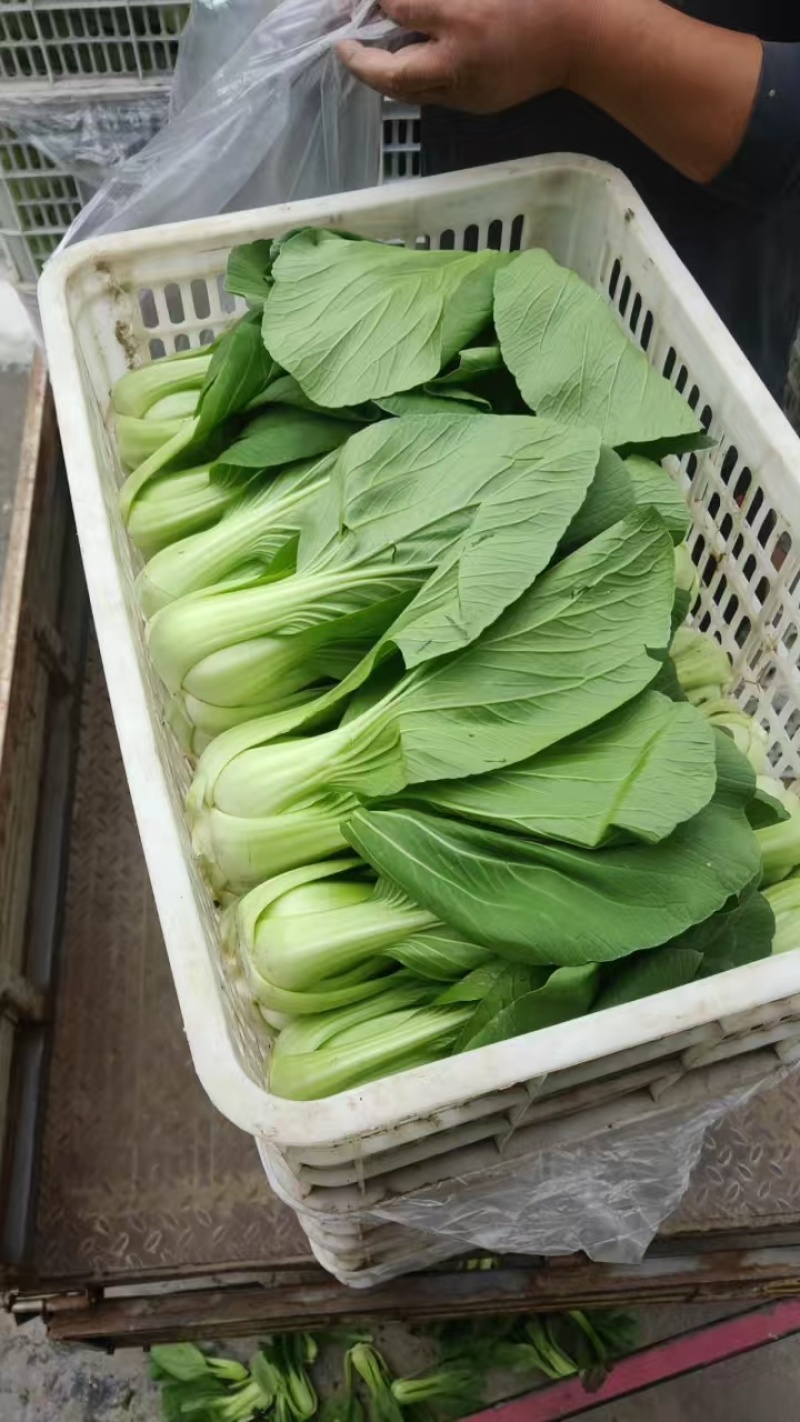 移栽大青菜产地直销量大咸菜厂可来