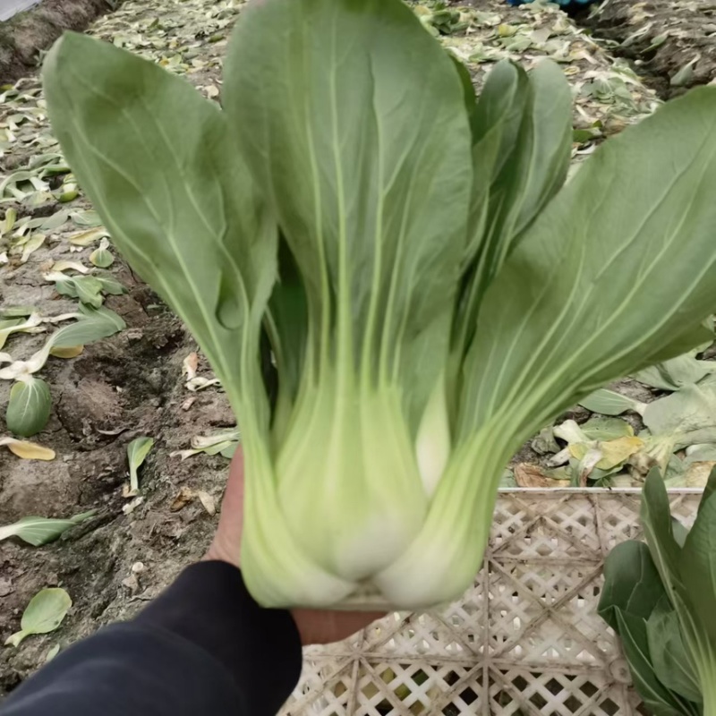 移栽大青菜产地直销量大咸菜厂可来