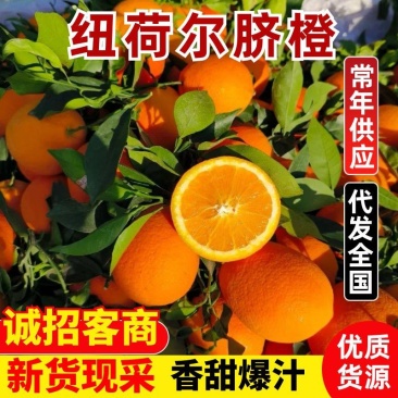 【纽荷尔脐橙】湖北产区大量供应，欢迎老板们来电咨询！