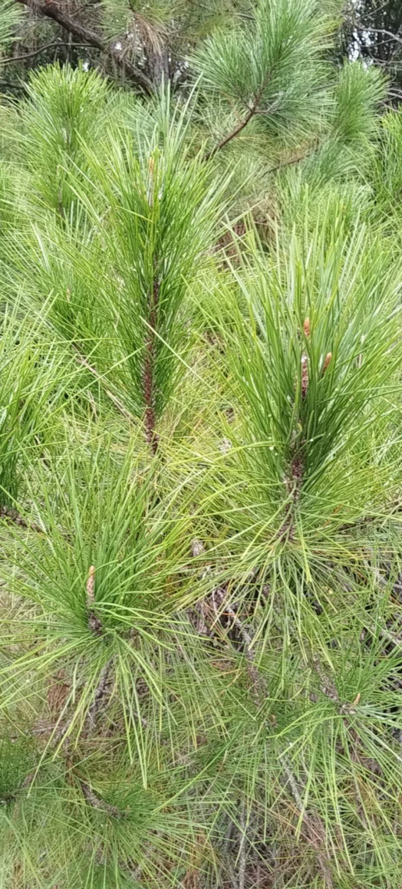 马尾松针