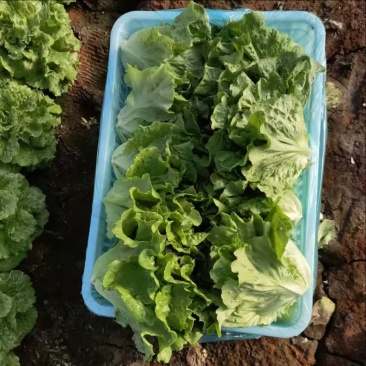 意大利生菜精品统货量大产地直销