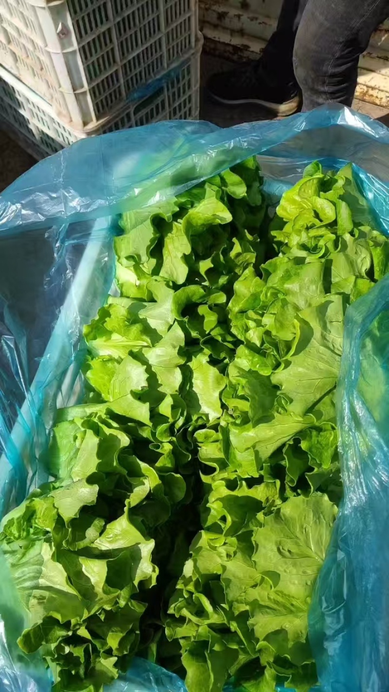 意大利生菜精品统货量大产地直销