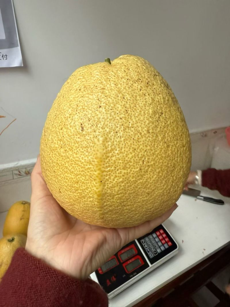 马家柚