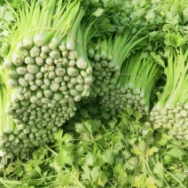 玻璃脆芹菜无根精品量大产地直发