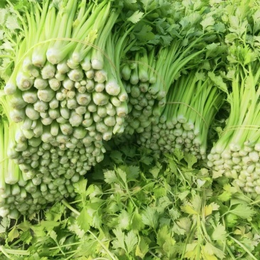 玻璃脆芹菜无根精品量大产地直发