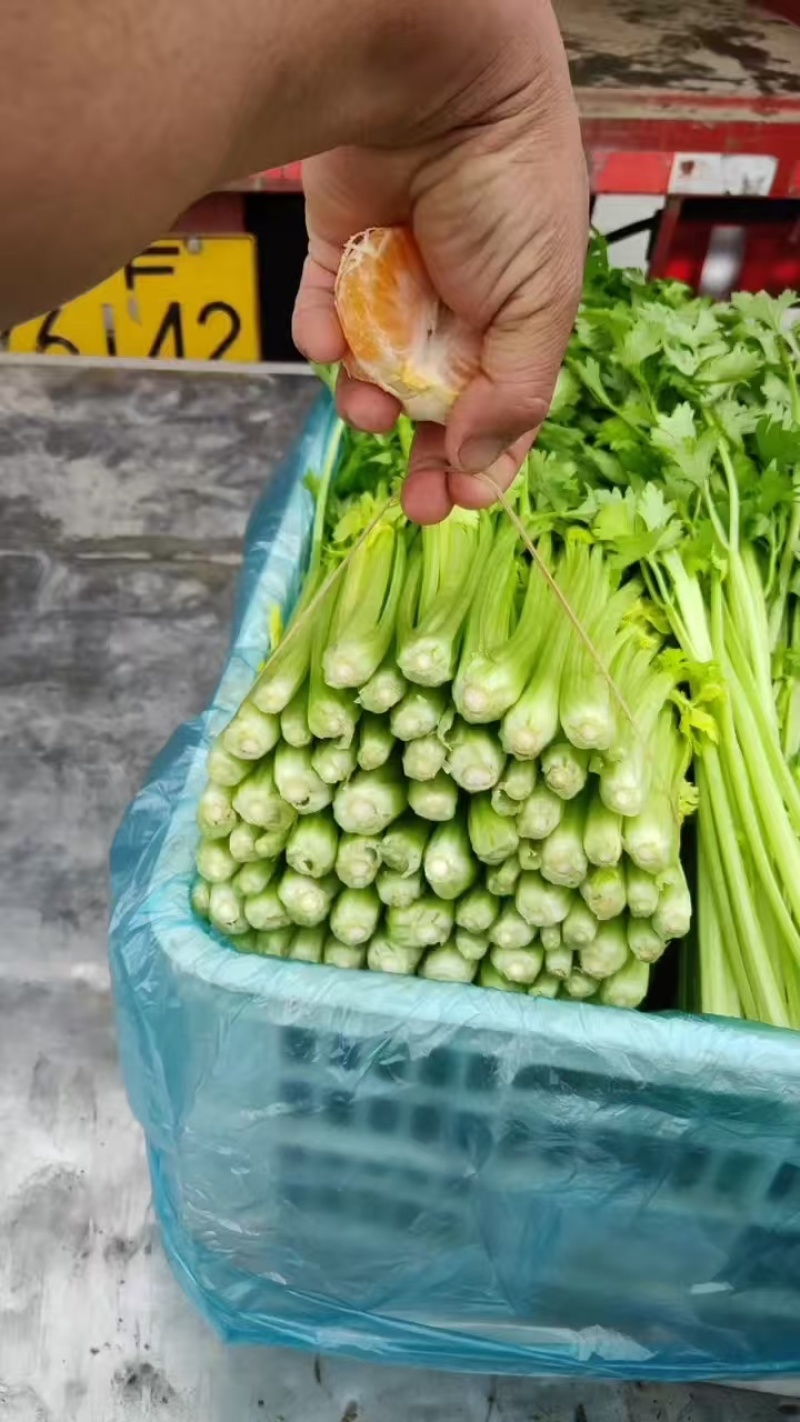 玻璃脆芹菜无根精品量大产地直发