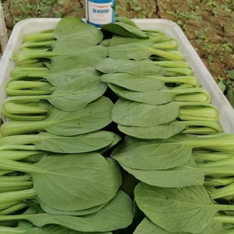 油菜小青菜精品统货量大产地直发