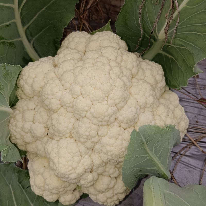 菜花