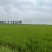 盘锦大米自家一手货源量大圆粒粳稻一季稻