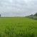 盘锦大米自家一手货源量大圆粒粳稻一季稻