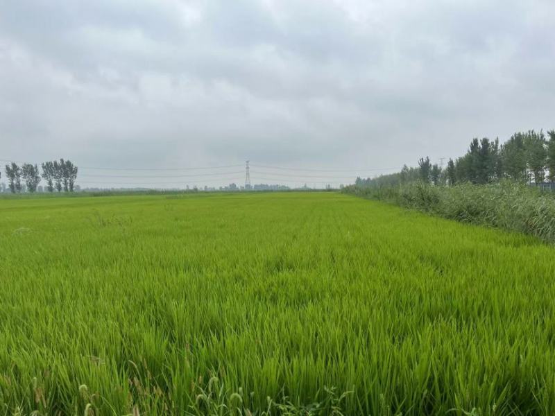 盘锦大米自家一手货源量大圆粒粳稻一季稻