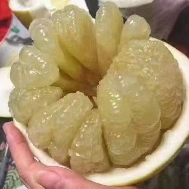 真龙柚一件代发纯甜无酸脆嫩化渣产地直供柚子大量有货