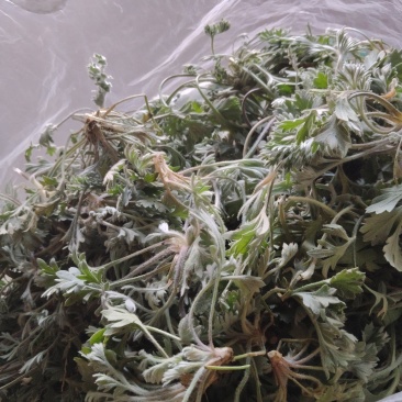 鲜茵陈：二月小苗：喝茶：做菜乡村野菜：一手货源批发择晒货