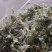 鲜茵陈：二月小苗：喝茶：做菜乡村野菜：一手货源批发择晒货