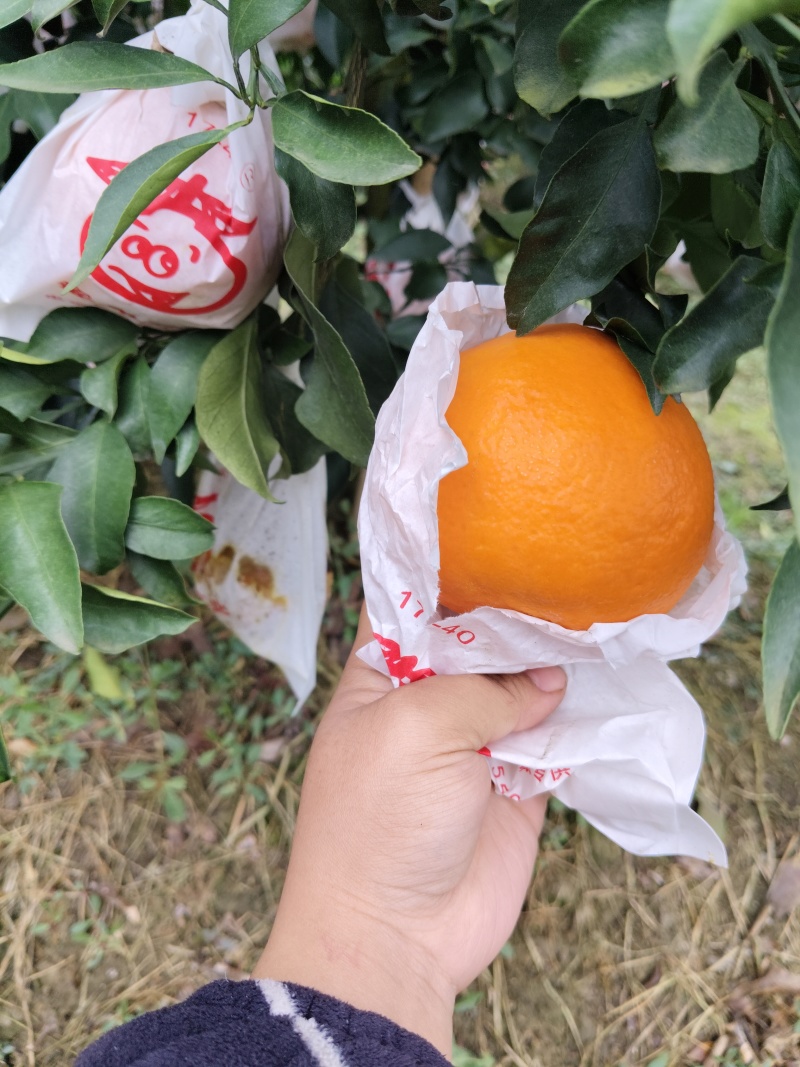 四川正宗爱媛38号果冻橙，套袋货，果面干净，颜色火红