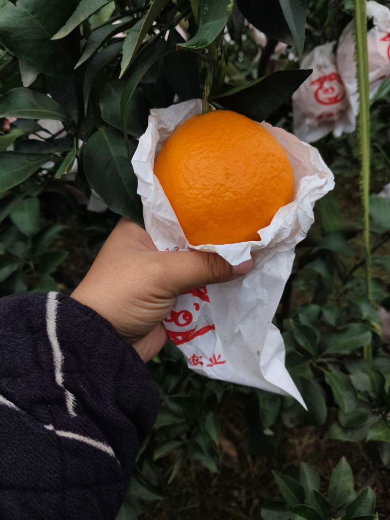四川正宗爱媛38号果冻橙，套袋货，果面干净，颜色火红