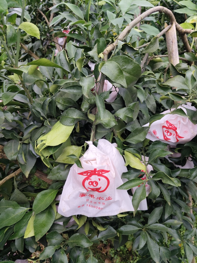 四川正宗爱媛38号果冻橙，套袋货，果面干净，颜色火红