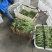 精品无茎豆量大量大量大价格优美