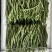 精品无茎豆量大量大量大价格优美
