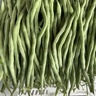 精品无茎豆量大量大量大价格优美