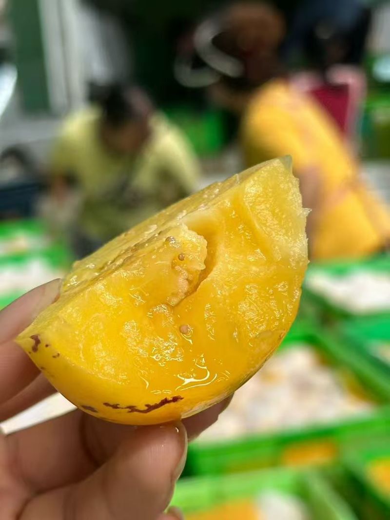 云南树熟人参果圆果