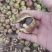 2025年新茶油仔野生茶球茶籽茶仁小籽品种干茶籽