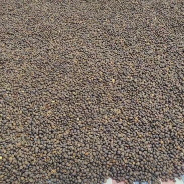 2025年新茶油仔野生茶球茶籽茶仁小籽品种干茶籽