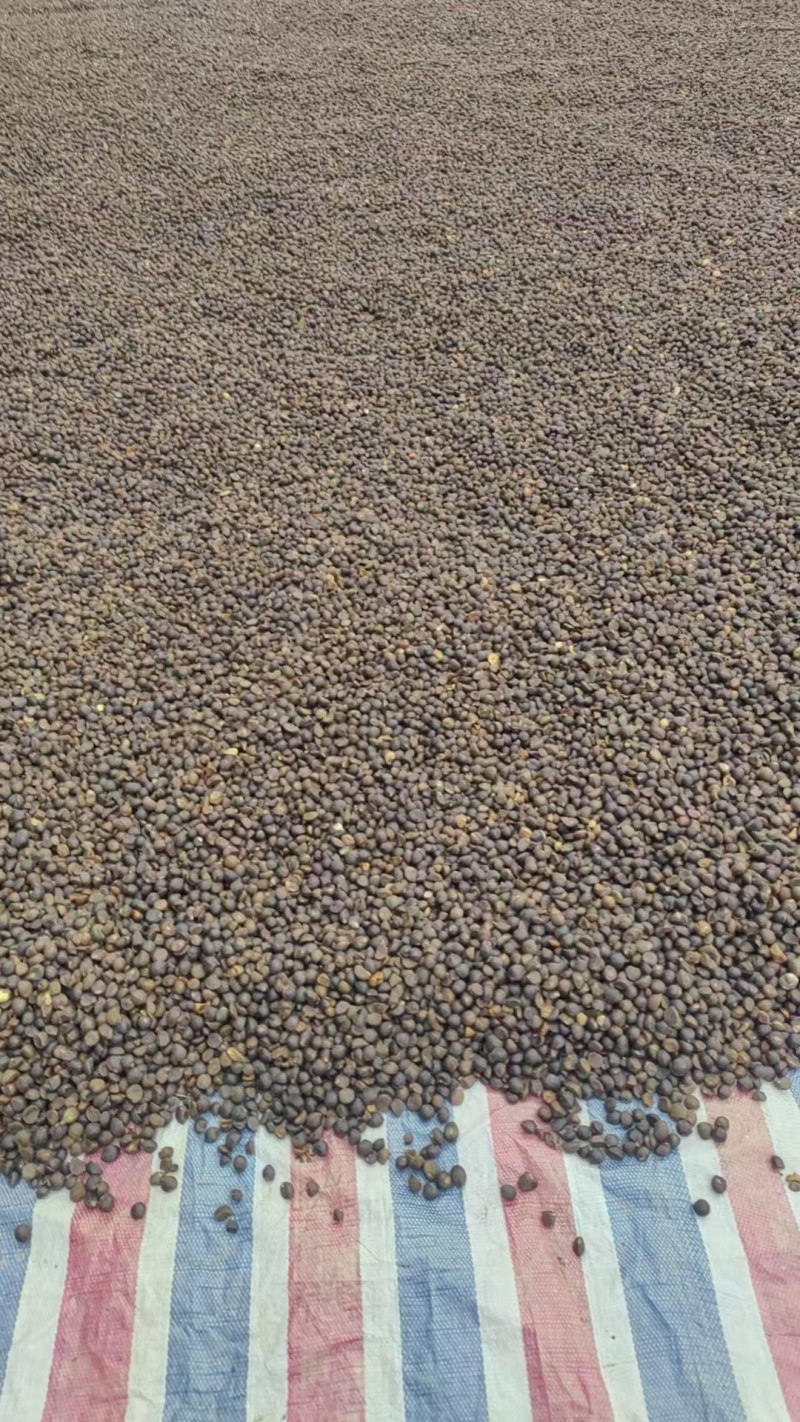 2025年新茶油仔野生茶球茶籽茶仁小籽品种干茶籽