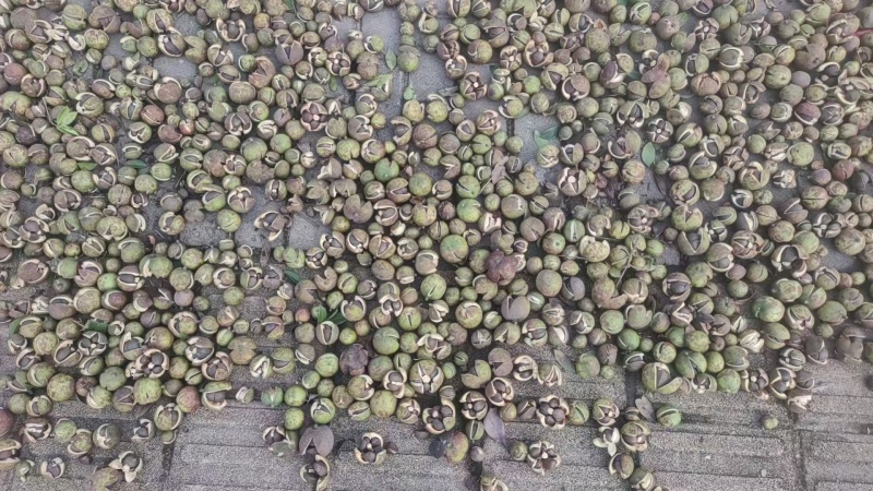 2025年新茶油仔野生茶球茶籽茶仁小籽品种干茶籽