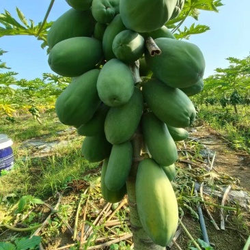 宁明本土种植。现摘现卖。红心木瓜。