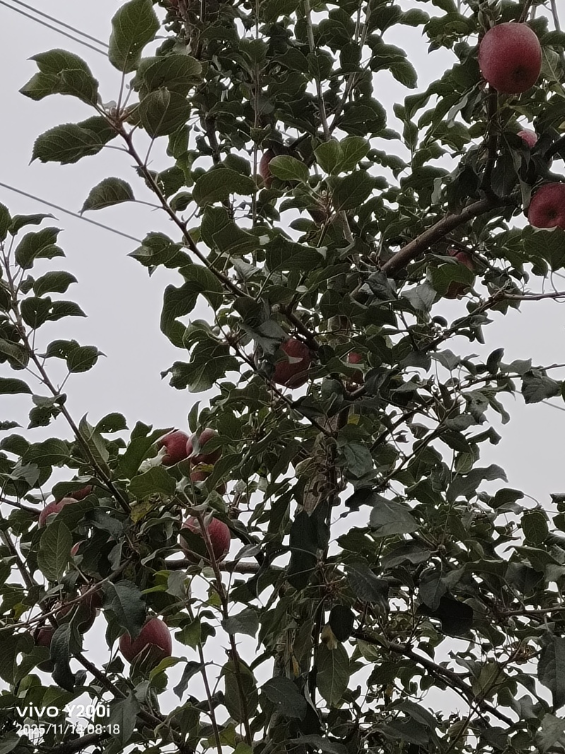 昭通糖心红富士，香脆甜