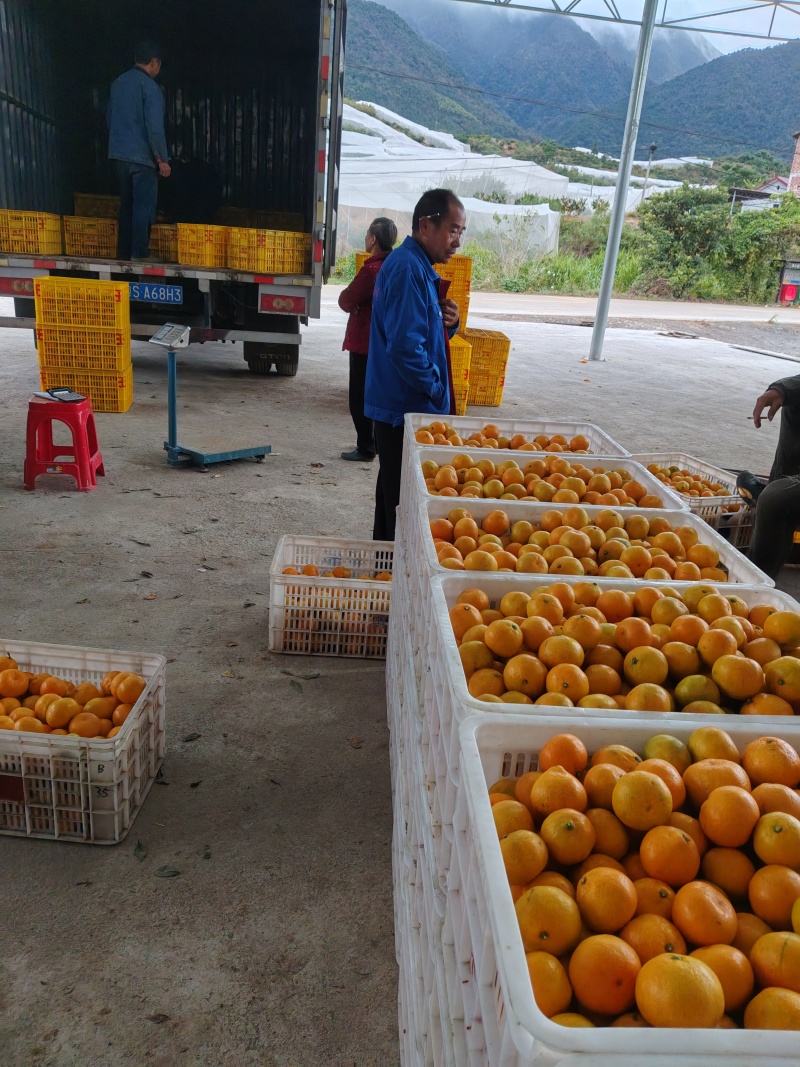 东江湖蜜桔红通通了