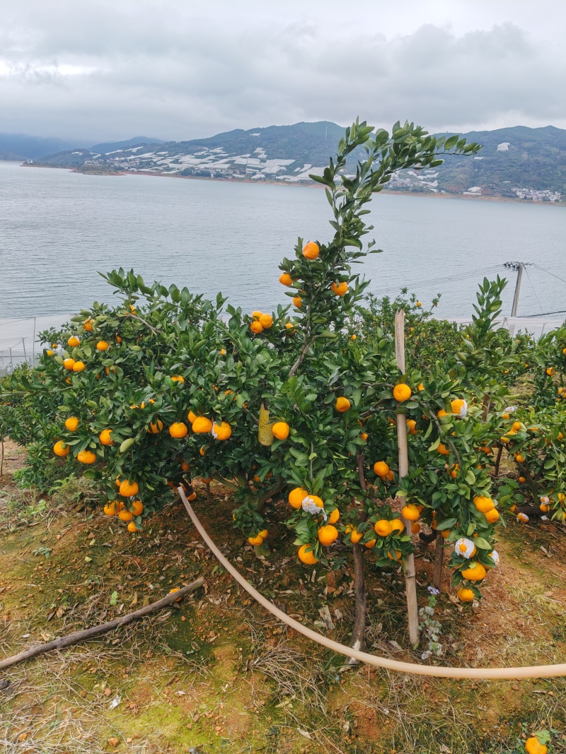 东江湖蜜桔红通通了