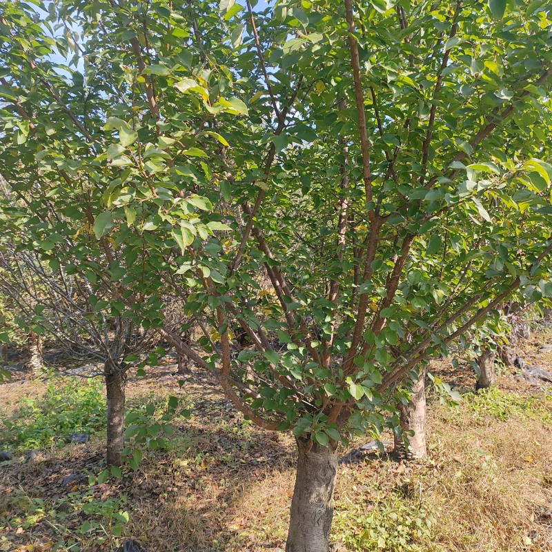 苗圃大量出售15公分青叶碧桃