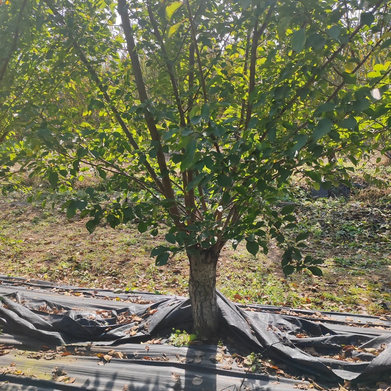 苗圃大量出售15公分青叶碧桃