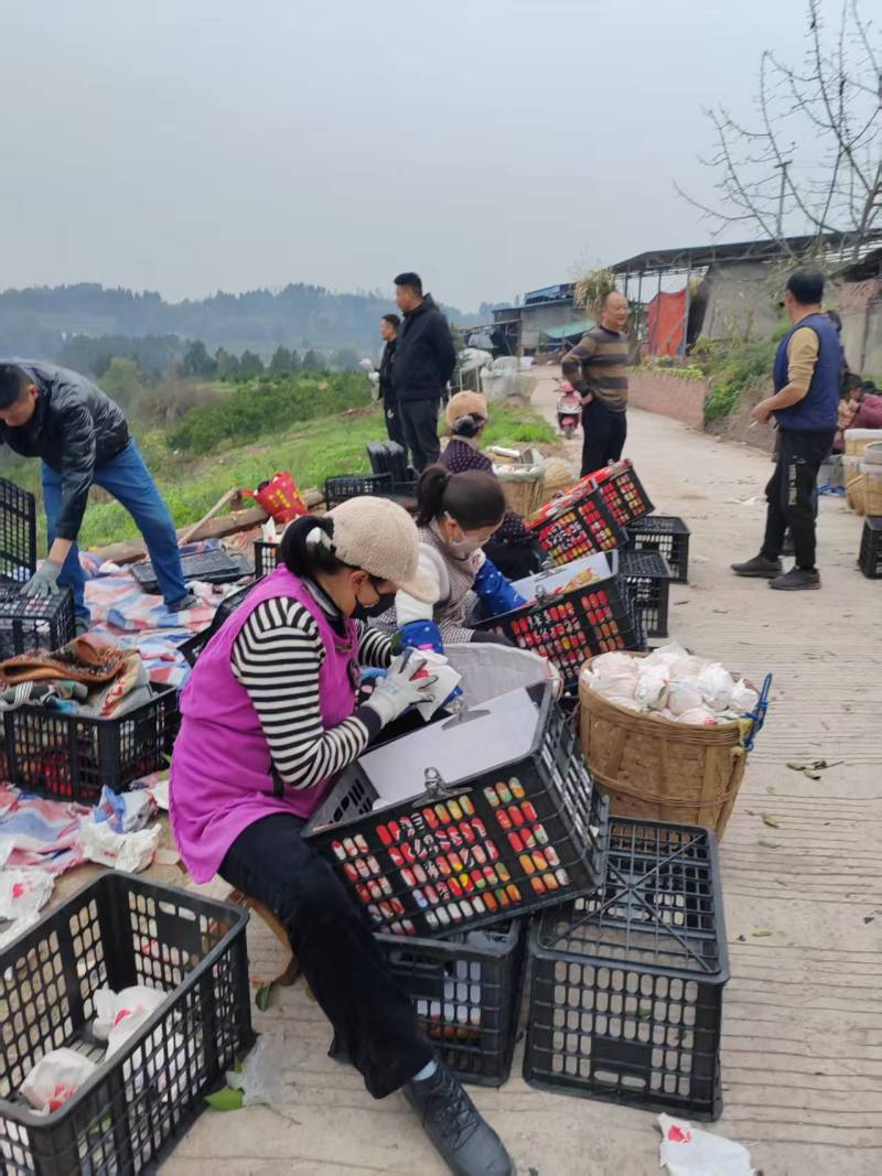 耙耙柑又名春见，现在大量定货中，12月大量上市囗惑纯甜品