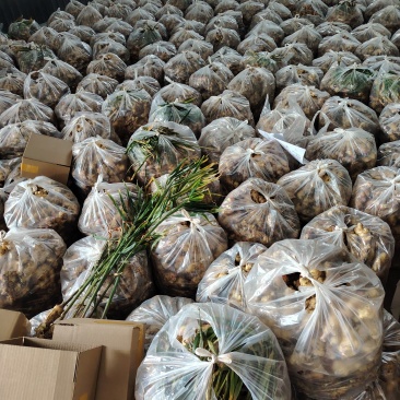 正品云南小黄姜一键代发产地代办量大从优欢迎来电