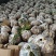 正品云南小黄姜一键代发产地代办量大从优欢迎来电