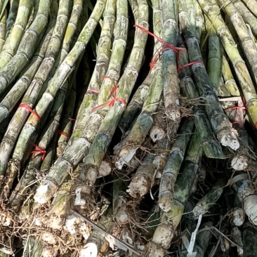 甘庶