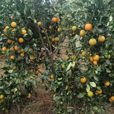 麻阳冰糖橙