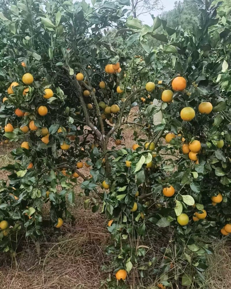 麻阳冰糖橙
