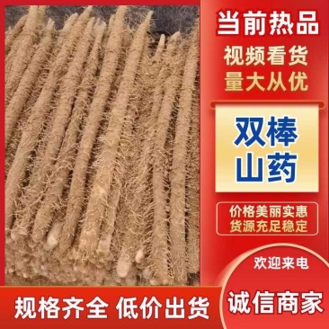 双棒山药一手货源产地直发量大价优欢迎致电咨询