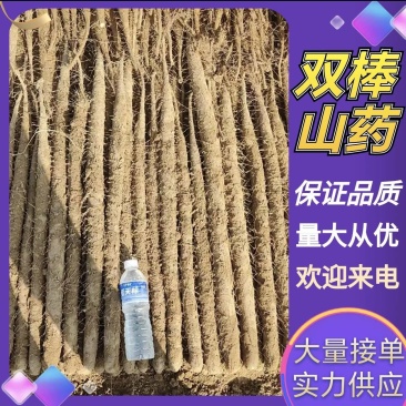 【产地直发】新鲜双棒山药二三路大货规格齐全无中间商赚差