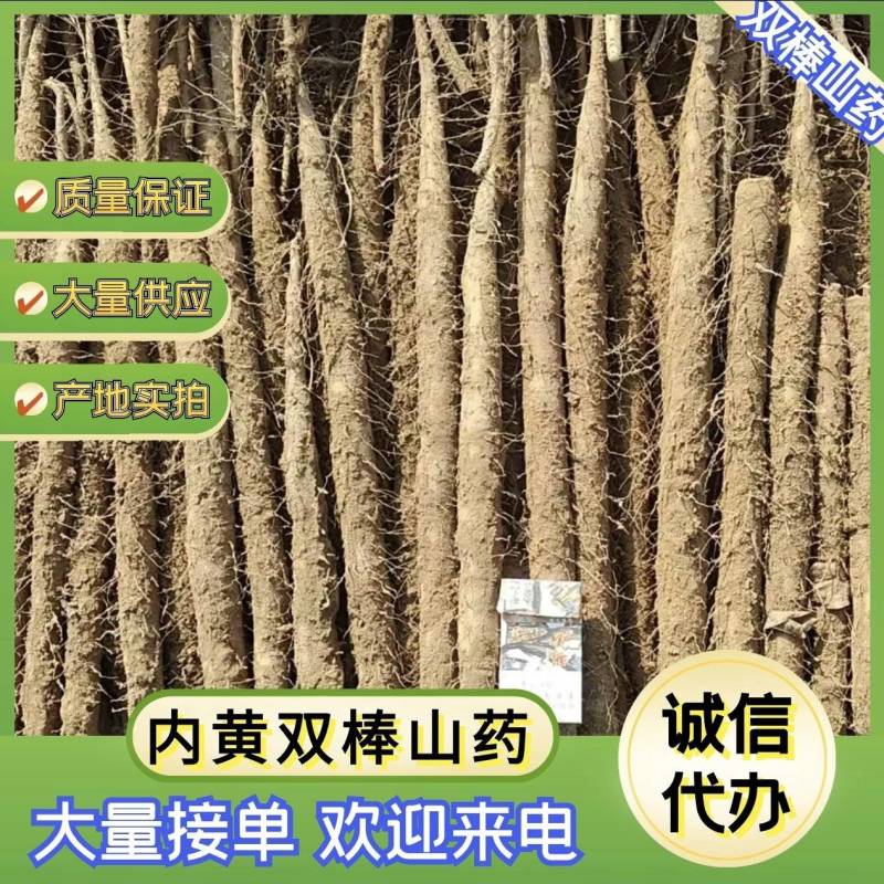 河南安阳双棒山药大量接单产地直发品质保证欢迎来电