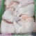 老鸡边腿