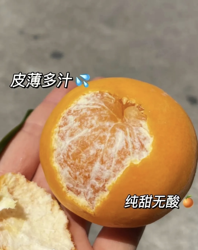 沃柑大量有货基地直供品质优现摘现发可视频看货欢迎咨询来电