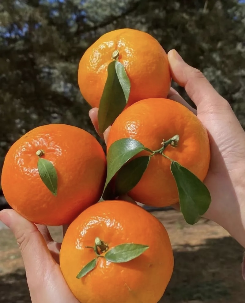 沃柑大量有货基地直供品质优现摘现发可视频看货欢迎咨询来电