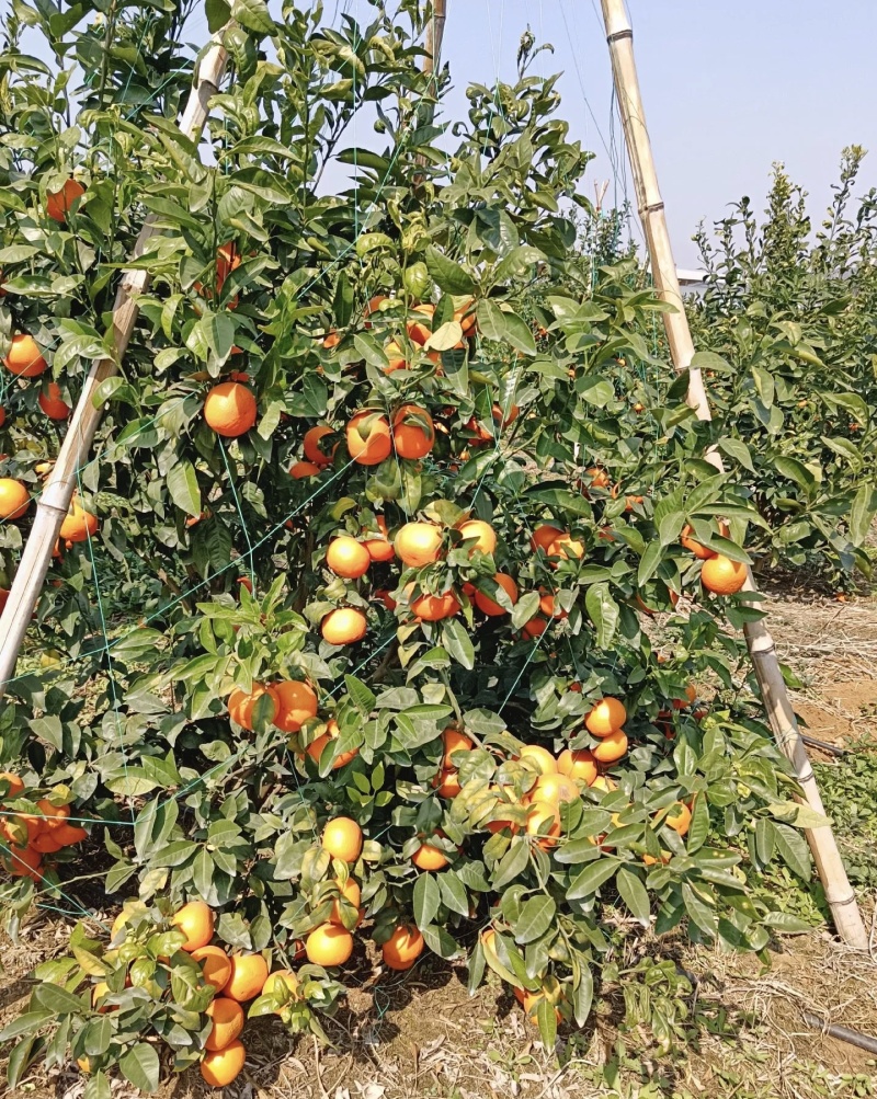 沃柑大量有货基地直供品质优现摘现发可视频看货欢迎咨询来电